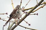 Sparrow In A Tree_DSCF00473BF